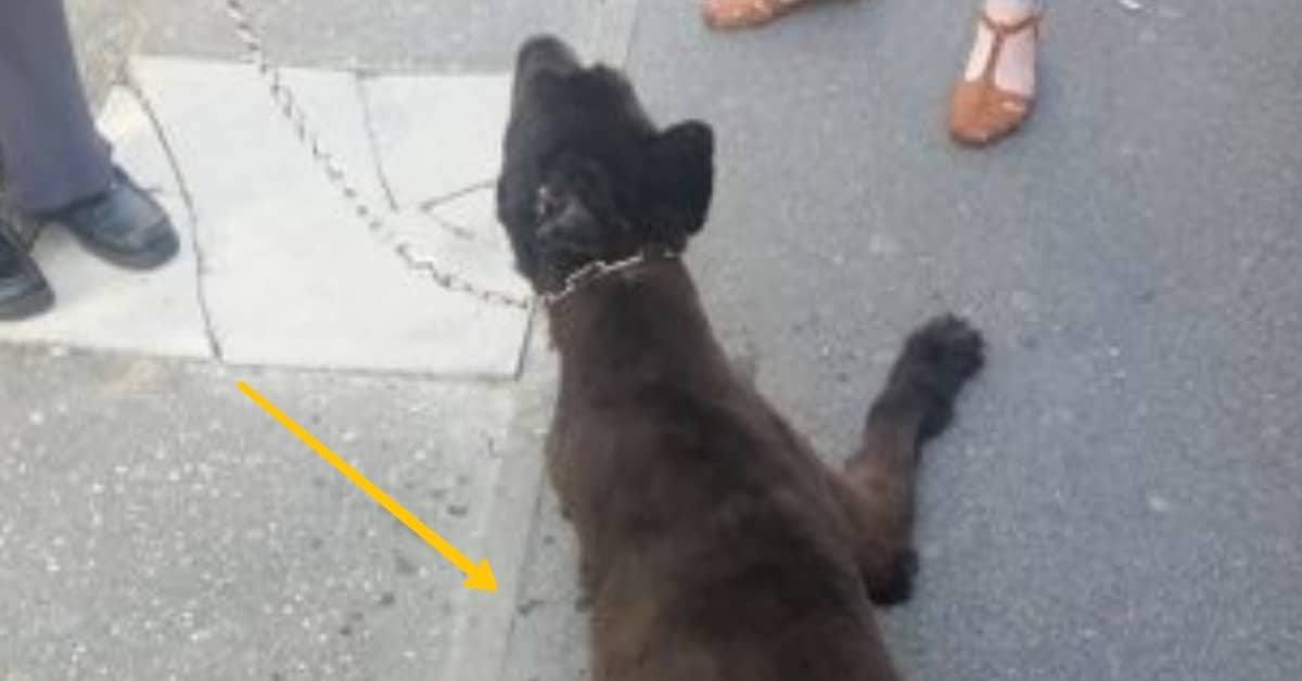 Quello che ha fatto Lesly alla sua cagnolina Kitty