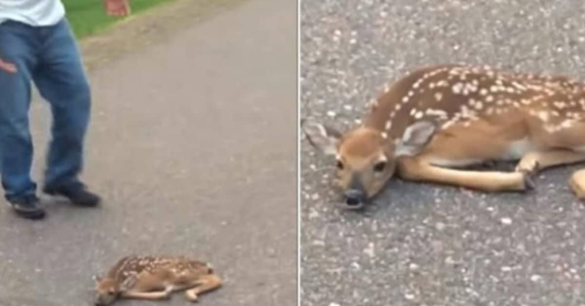 Il salvataggio del cucciolo di cervo