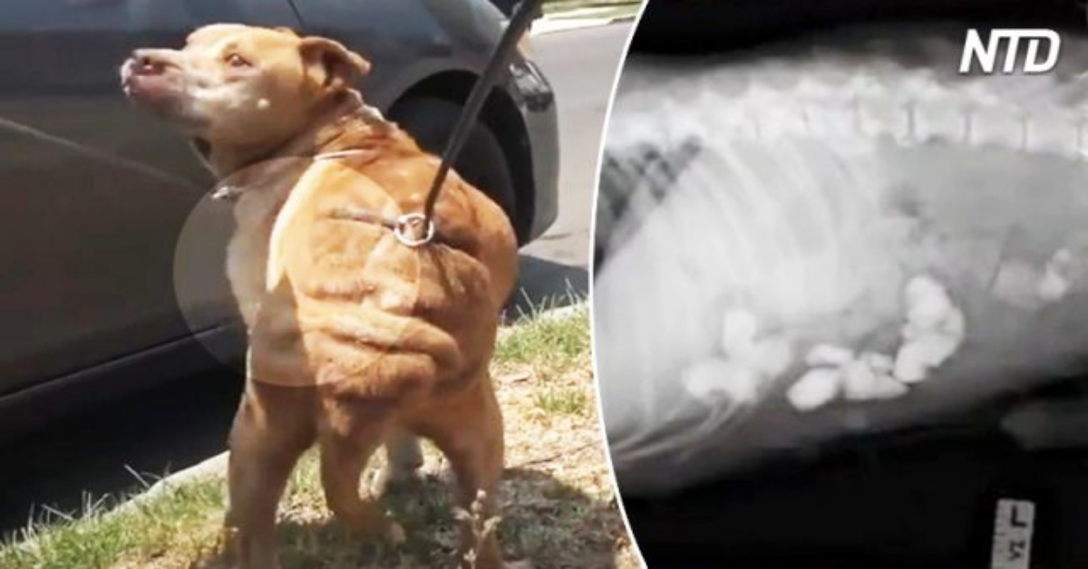 Stewie: abbandonato alla vita da randagio, perché anziano e malato