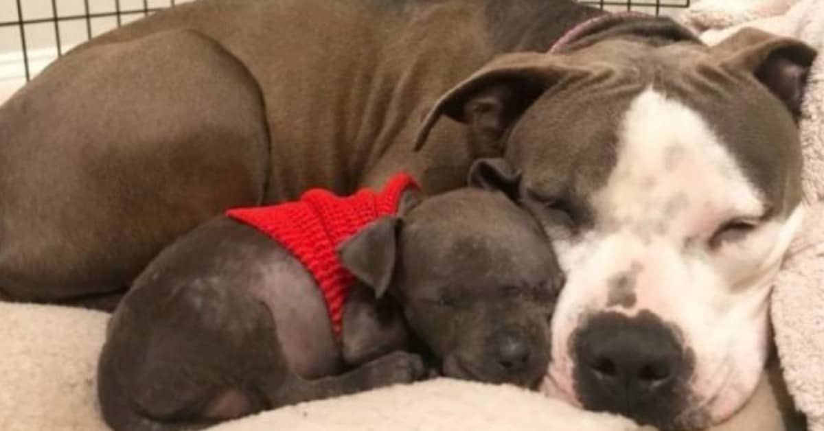 Devastata dopo aver perso i suoi cuccioli, Daya trova l’amore in un piccolo orfano