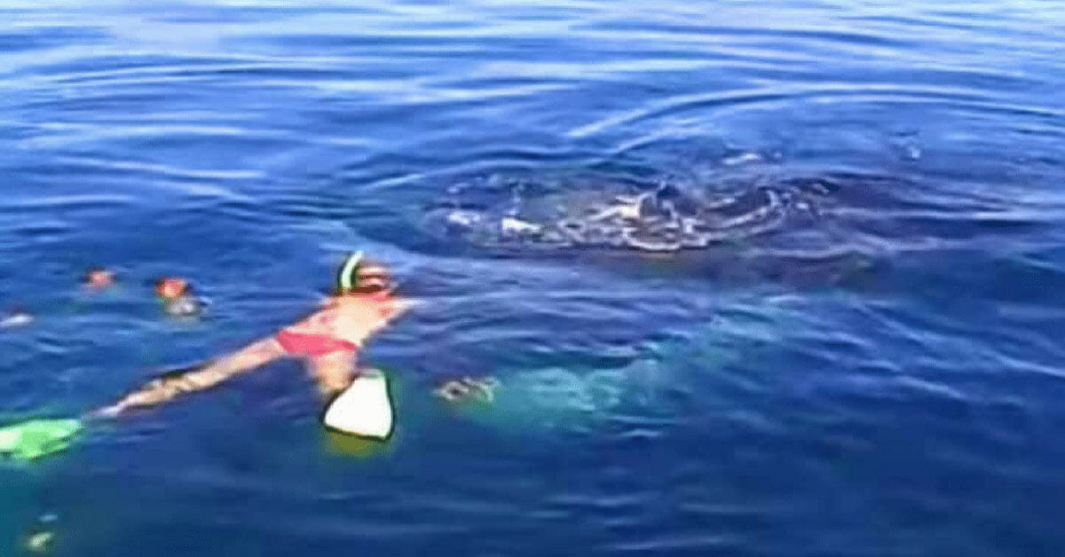 Il salvataggio della balena