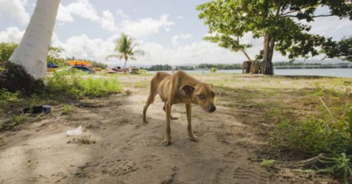 “Dead Dog Beach”, un posto simile all’inferno