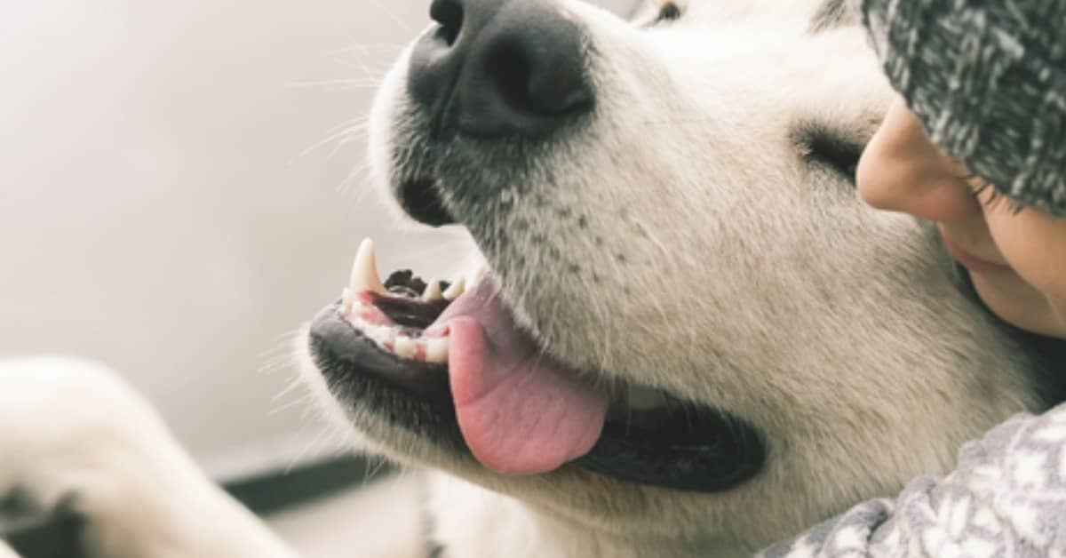 11 segnali che dimostrano che ami più il tuo cane degli esseri umani