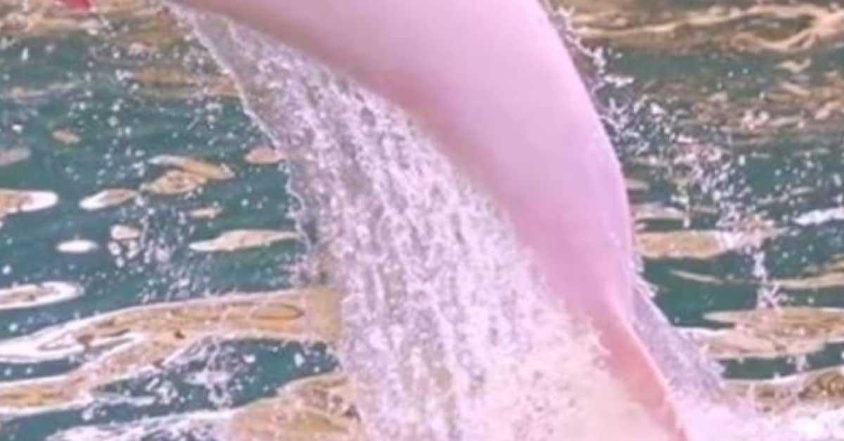 In Louisiana avvistato un raro delfino rosa