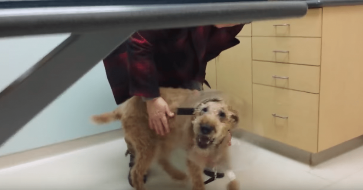 Cane cieco rivede dopo l’intervento