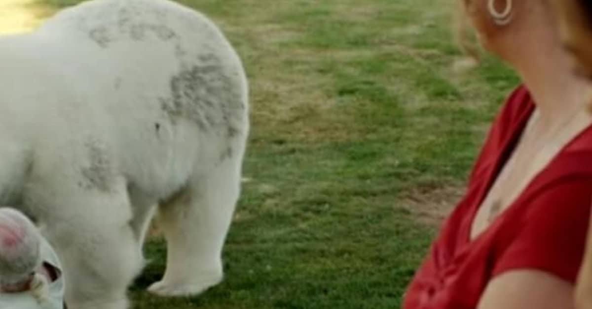 Il salvataggio dell’orso polare e l’inizio di qualcosa di speciale