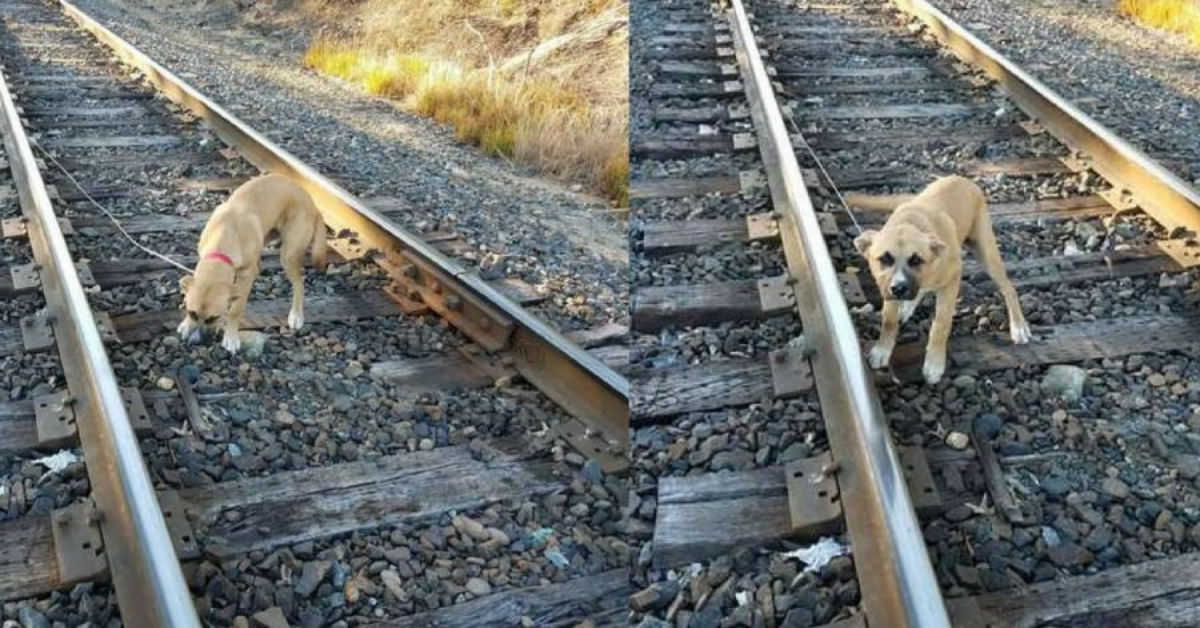 Vede un cane legato alle rotaie e corre a salvarlo