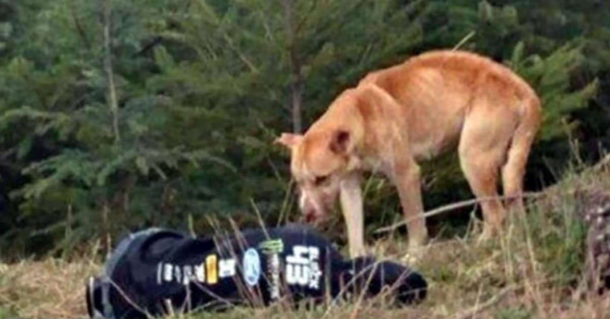 Il salvataggio meraviglioso di Bear