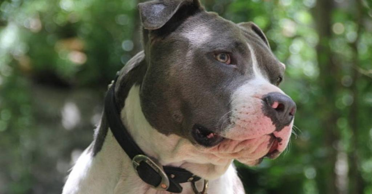 Pitbull salva una bambina di undici anni, dalle grinfie di un “pedofilo”