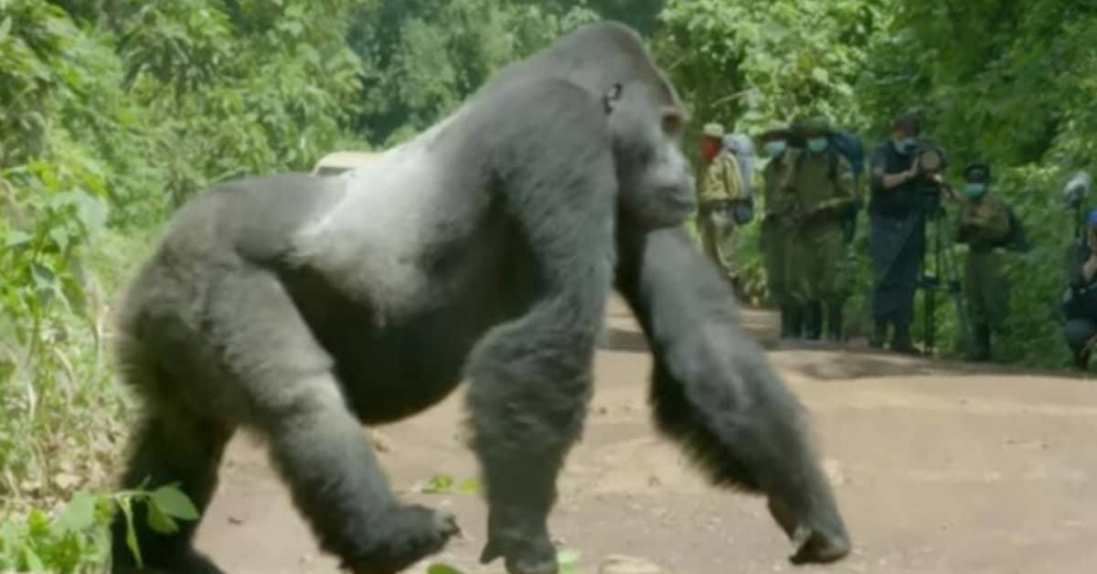 Il gorilla si avvicina all’equipaggio, ma quello che voleva fare…