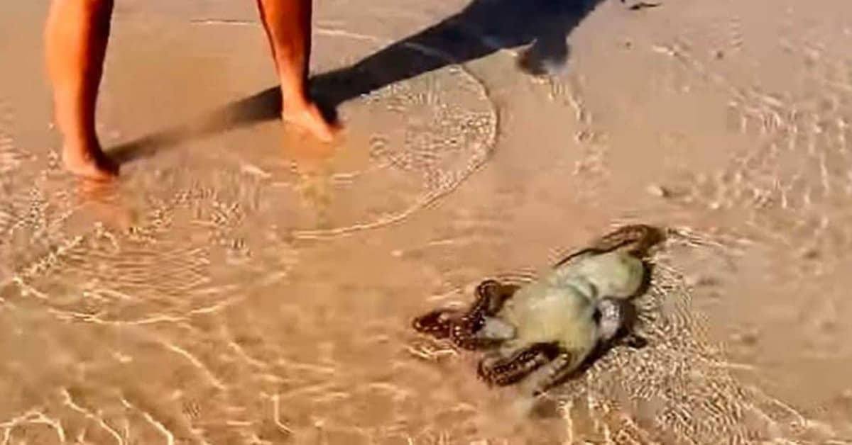 Il polpo torna sulla spiaggia per ringraziare quella famiglia che gli aveva salvato la vita