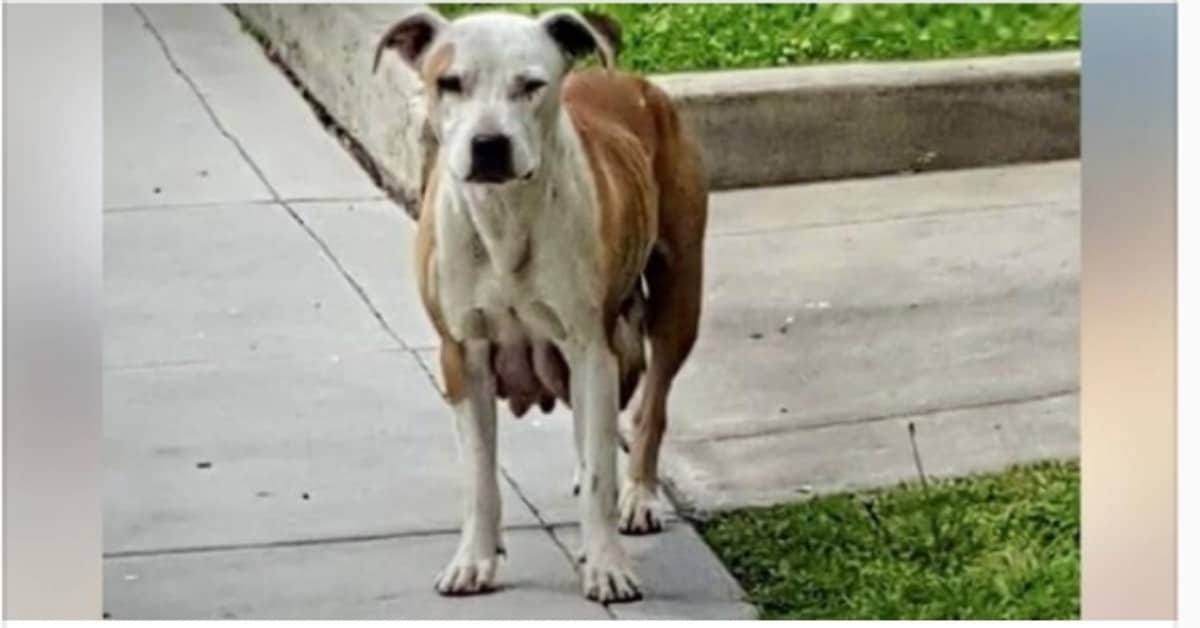 Il salvataggio della cagnolina e dei suoi cuccioli!