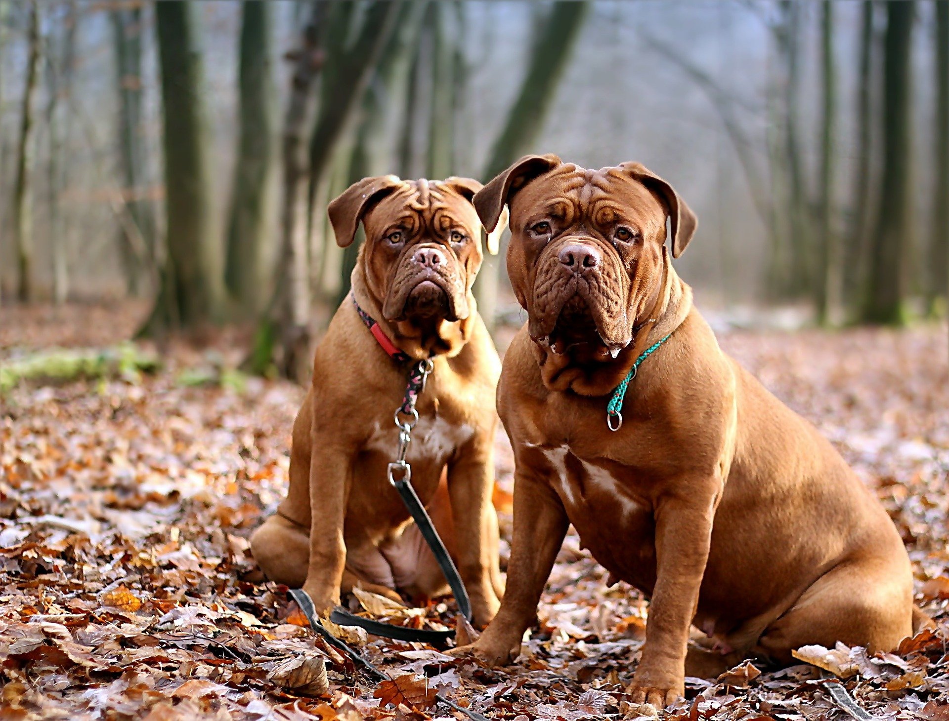 Coppia di Dogue de Bordeaux