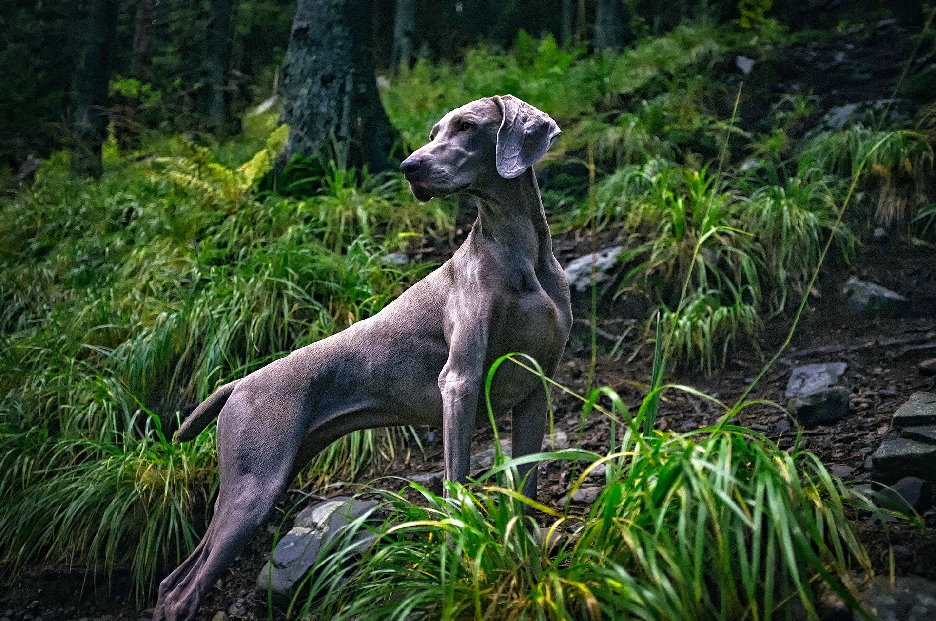 Weimaraner a spasso nel bosco