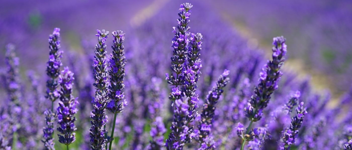 Risotto alla lavanda, il profumo dei fiori a tavola