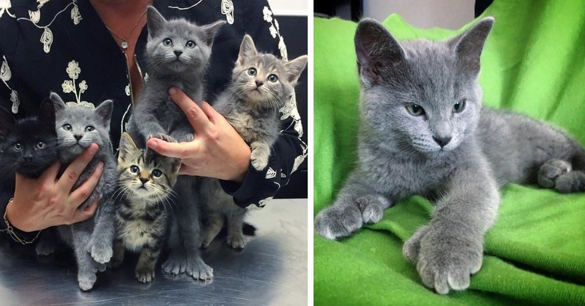 Salva dei gattini da un cantiere, poi rimane senza parole guardando le loro zampe