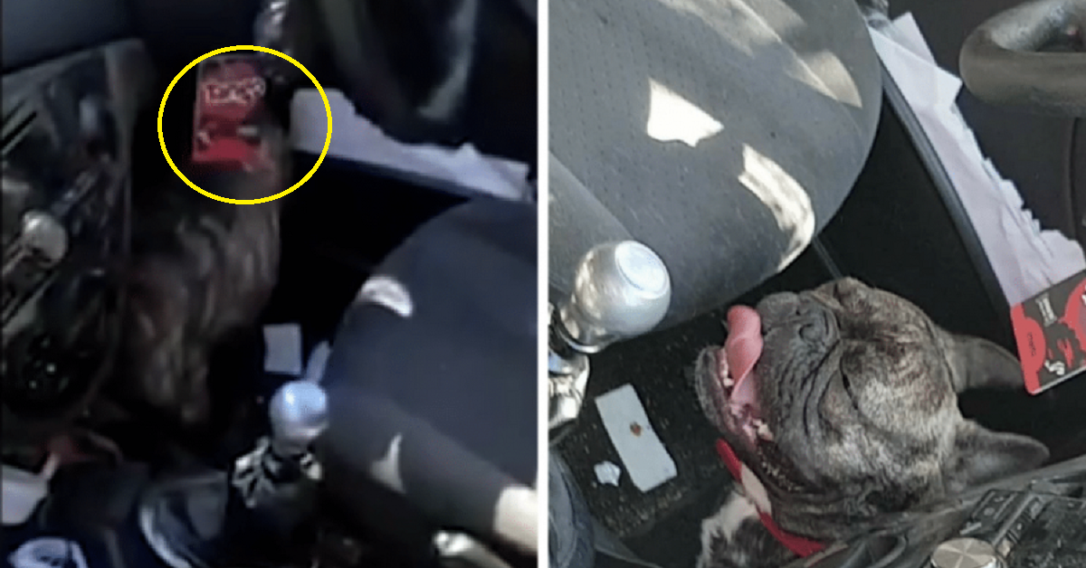 Donna rompe finestrino per salvare un cane e il proprietario la rimprovera