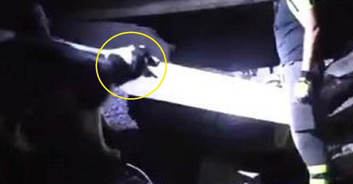 Crollo Ponte di Genova, dalle macerie del ponte estraggono vivo un cane