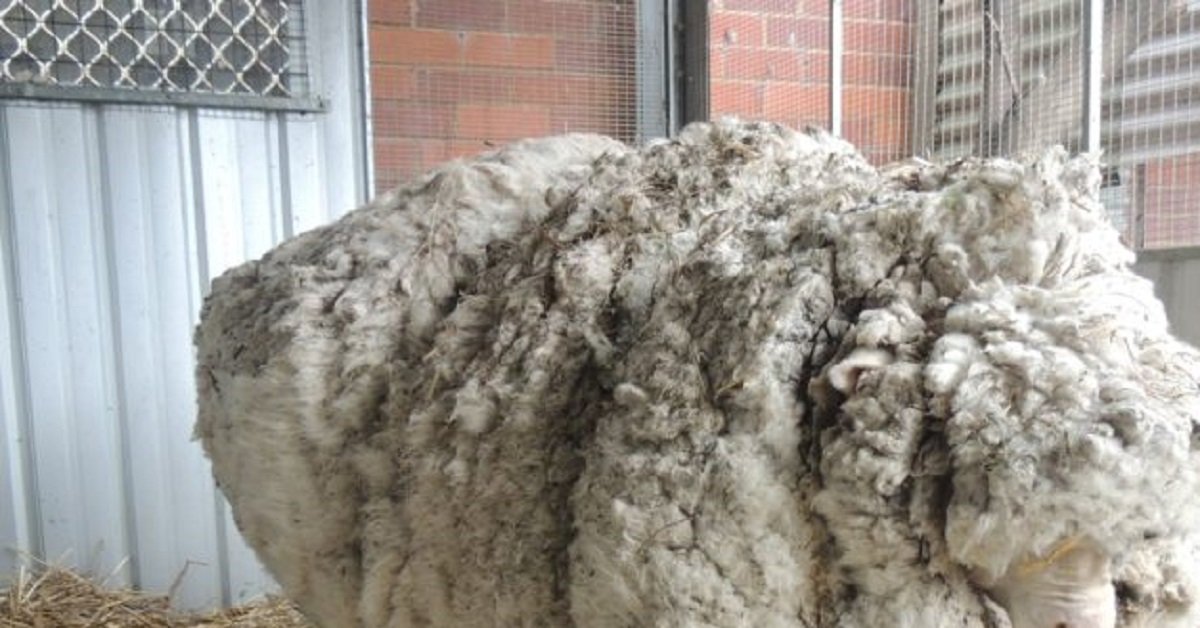 Pecora scomparsa per 5 anni, indovinate quanta lana ha addosso quando viene ritrovata!