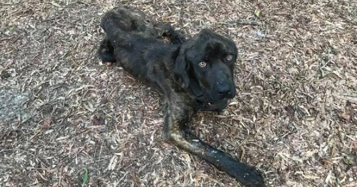 Lascia il cane dell’ex fidanzato a morire di fame legato fuori