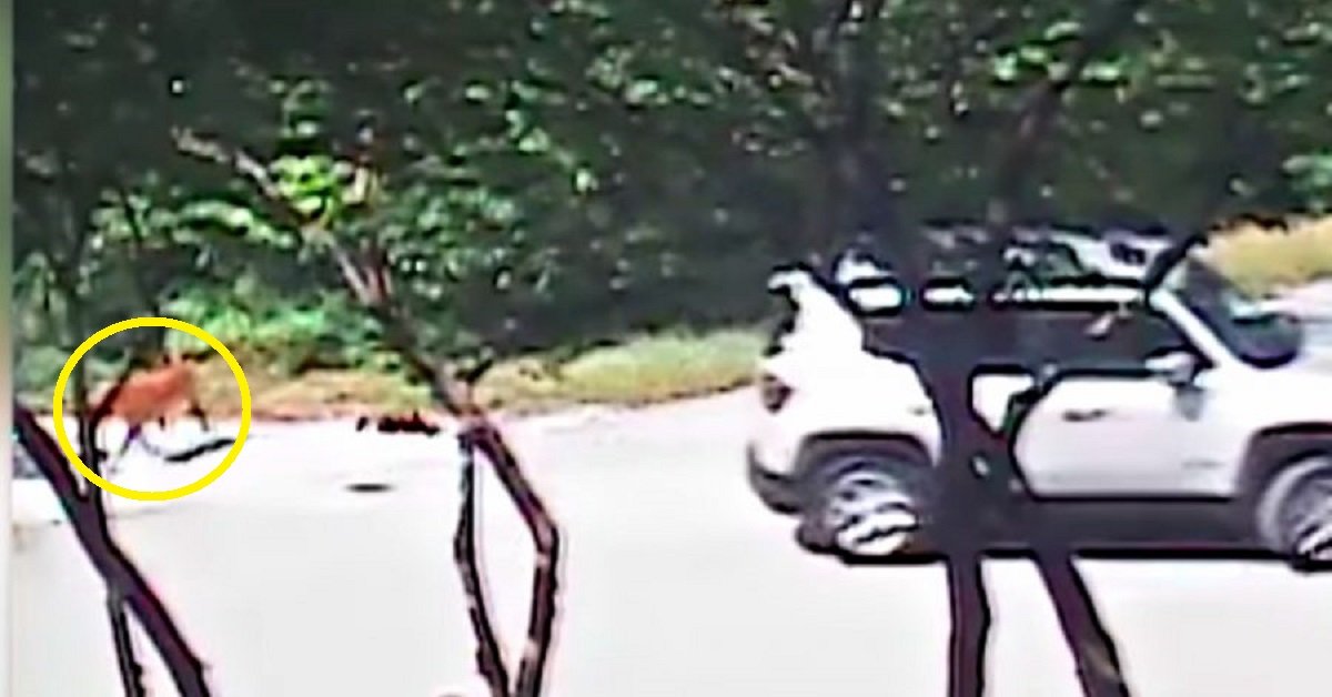 Cane insegue l’auto che l’ha scaricata sul ciglio della strada