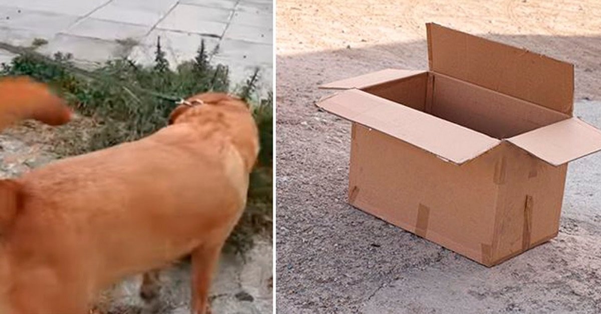 Cane trova una piccola scatola in mezzo al nulla: cosa c’è dentro?