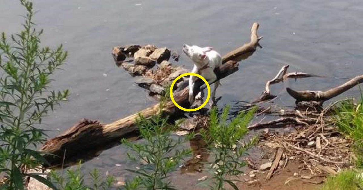 Cane legato al canale cerca di sopravvivere