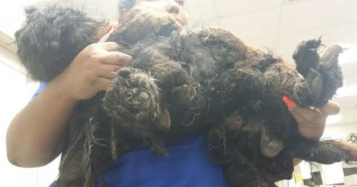 Cane trovato in condizioni orribili per strada voleva solo amore