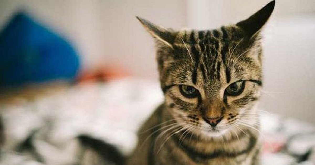 Se il tuo gatto ti ignora forse è colpa del suo nome