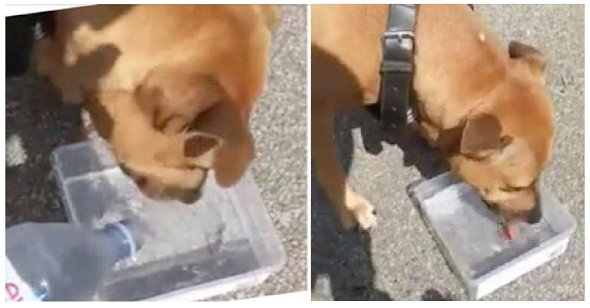 Ho fatto felice una cagnolina con un po’ d’acqua
