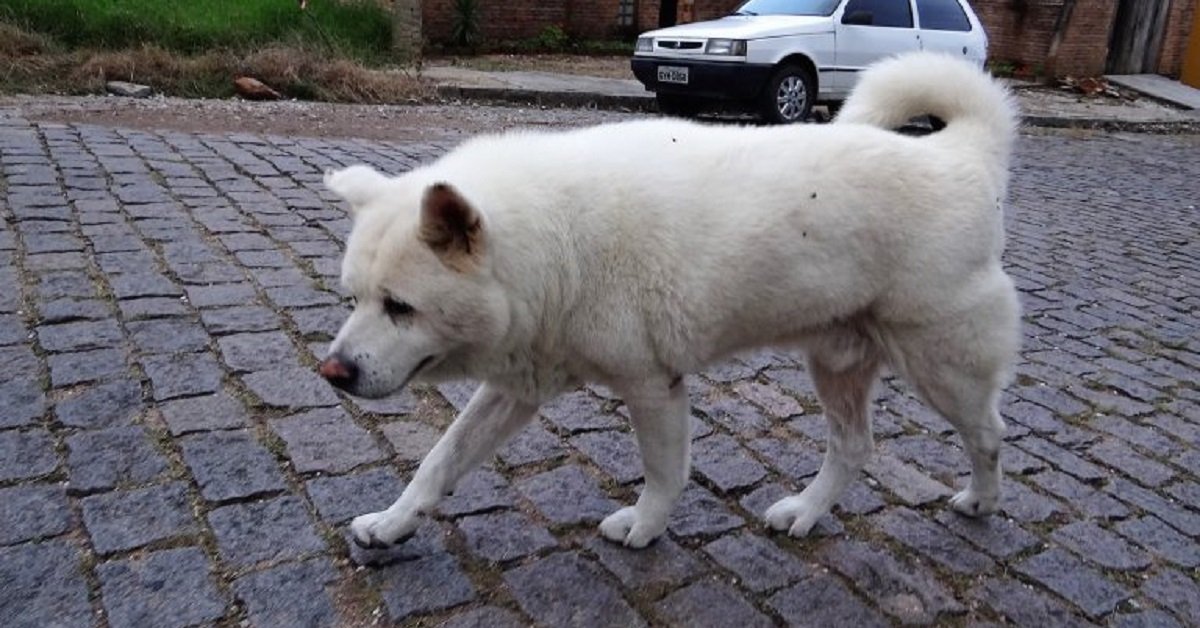 Il cane devoto fa ancora lo stesso percorso che faceva con il suo proprietario