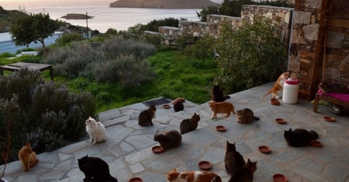 Si cercano accarezzatori di gatti