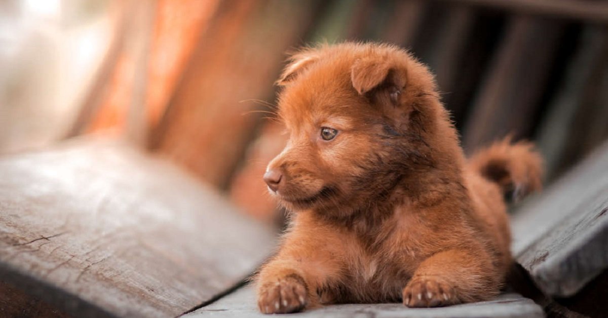La donna che ha perso la vita per colpa del morso di un cucciolo è stata solo sfortunata