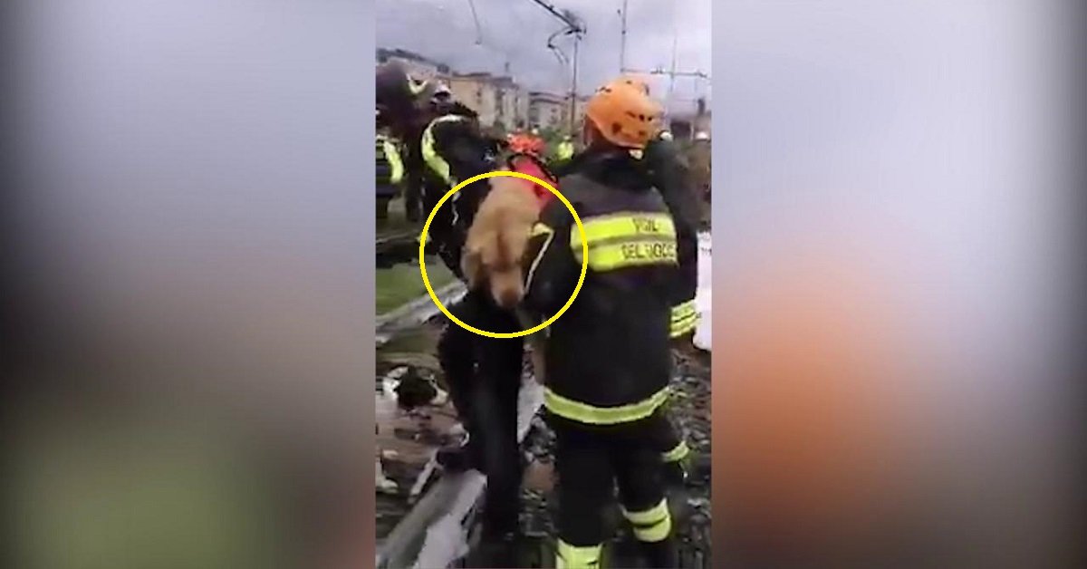 I cani di Genova: ecco chi sono questi eroi