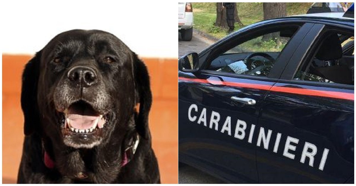 Aizza il suo labrador contro i carabinieri: arrestato uomo di Bondeno