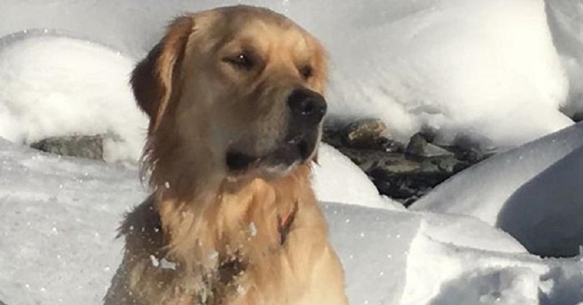 Un’altro eroe a 4 zampe avvelenato: addio Buddy