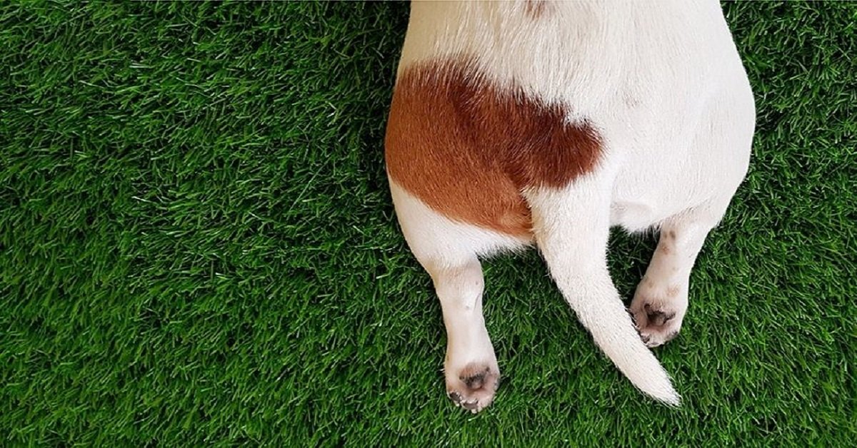 La sorpresina della dog sitter