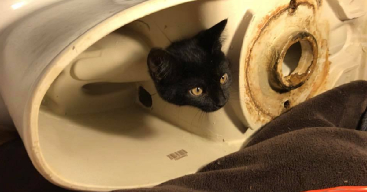 Qualcuno salvi Spirit, gattino salvato dalla toilette
