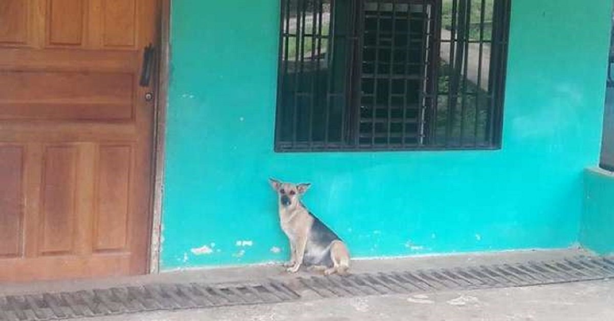 La famiglia trasloca e lascia indietro la loro cagnolina incinta