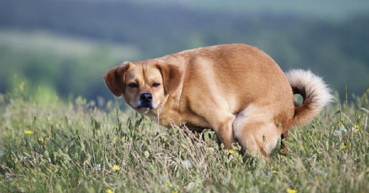 Perché il tuo cane ti guarda negli occhi mentre fa i suoi bisogni