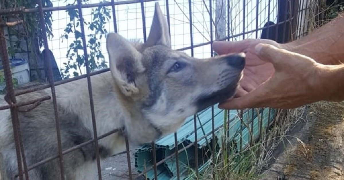 Cane incastrato nella recinzione: intervengono i vigili nello Spezzino