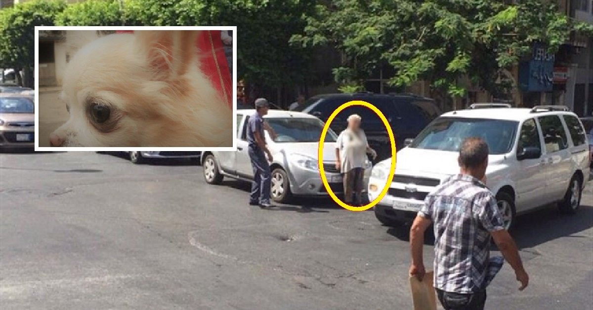 Abbandona il suo chihuahua in un parcheggio, denunciata sessantenne