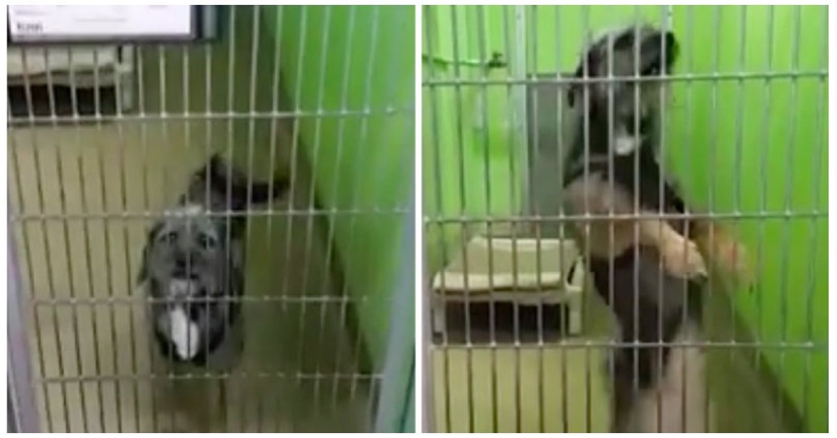 Cane abbandonato in un rifugio balla per attirare l’attenzione ed essere adottato