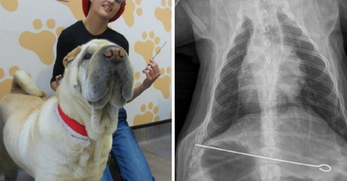 Spiedo rimosso dal cane che lo aveva rubato mentre i suoi preparavano il barbeque