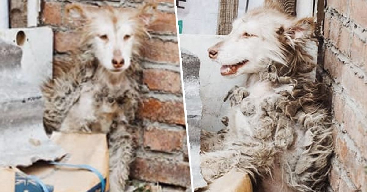 Un Husky magrissimo era così spaventato che non voleva lasciare il suo angoletto