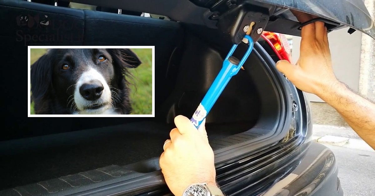 Cane dimenticato in auto col caldo torrido, salvato dai vigili