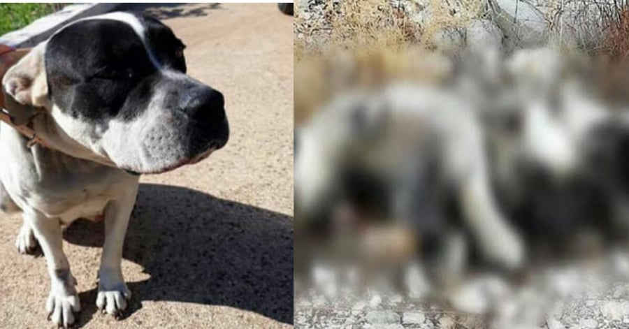 Akira, lasciata nella campagna di un parente