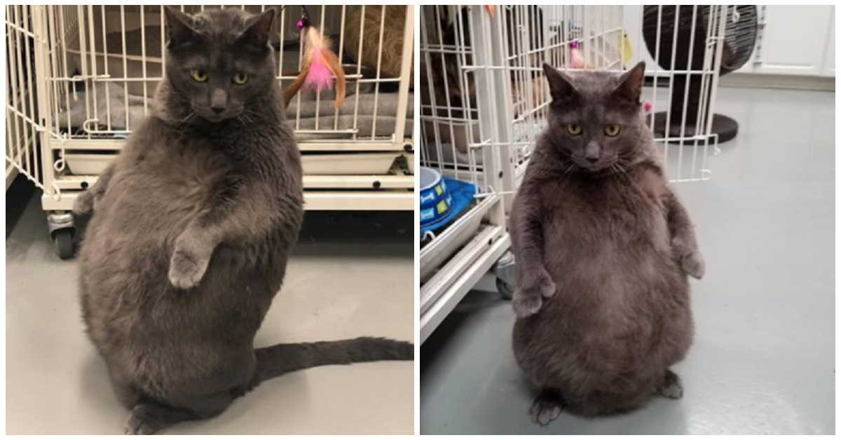Bruno, il gatto che finalmente ha trovato la sua casa per sempre