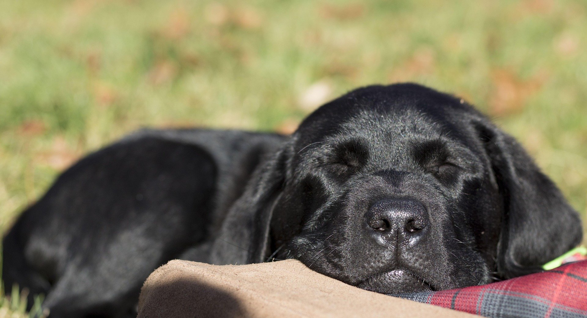 Labrador nero