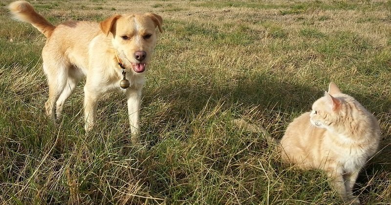 Cane e gatto rosso